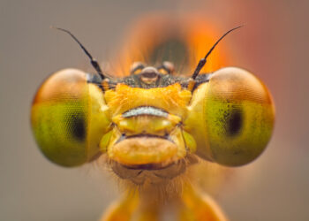 The smallest insects in the world