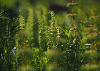 What is the Miyawaki Method and why do we need it?