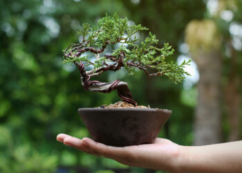 How to keep your bonsai tree happy and healthy