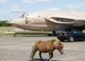 Miniature horse takes flight