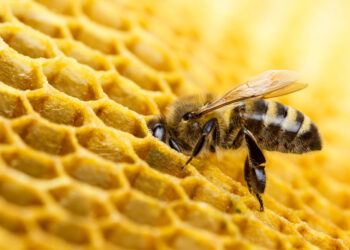Scientists explain the amazing process by which bees make honeycombs.