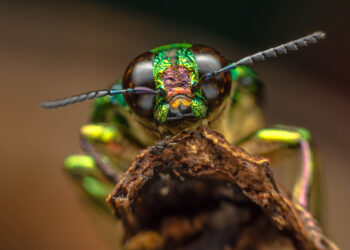Do insects feel pain like we do?