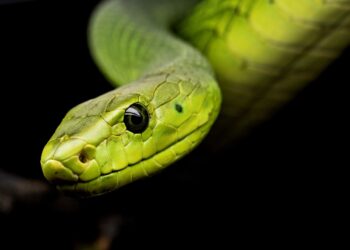 This is how snake venom works